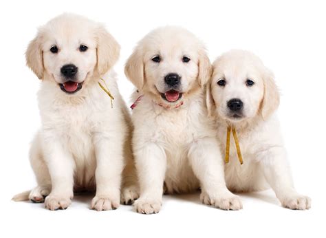 Although car and car parts have been the number one exported product out of Indiana for years, pharmaceutical sales is the fastest growing indust. . Golden retriever puppies for sale in indiana